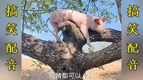 搞笑配音男人靠得住,猪都会上树,这句话是谁说的
