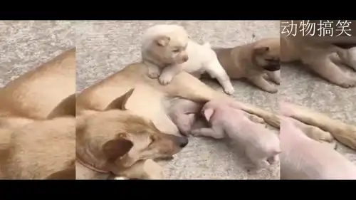 搞笑猪吃狗奶

