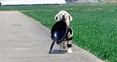 这是一只成精的狗子,神曲一响爆笑出场,笑出十块腹肌
