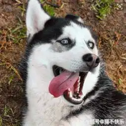 为了增加步行数,天真主人让二哈带着手机出门了,结果......
