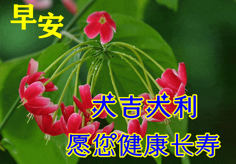 6月25日最漂亮早上好动态表情图片大全,早晨好动图美图大全
