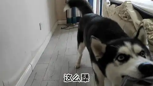 哈士奇是属驴的吧
