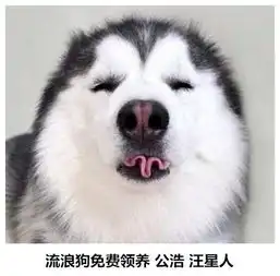 主人吃泡面时二哈没刹住车,这画面美得不忍直视