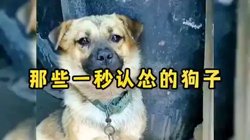 爆笑搞笑视频,狗狗的日常,那些一秒认怂的狗子
