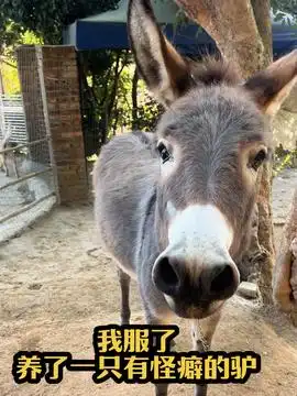 农场小萌宠的头条主页今日头条
