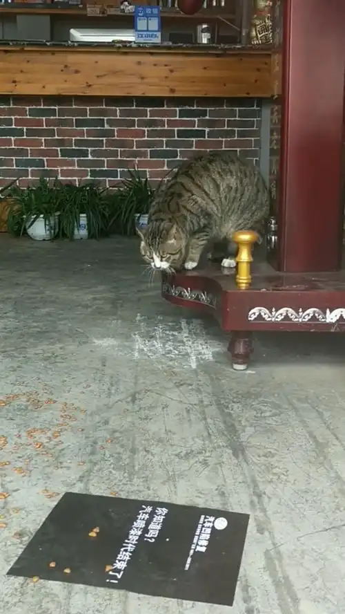 捕捉一只傲娇喵,瞧这恶凶的表情
