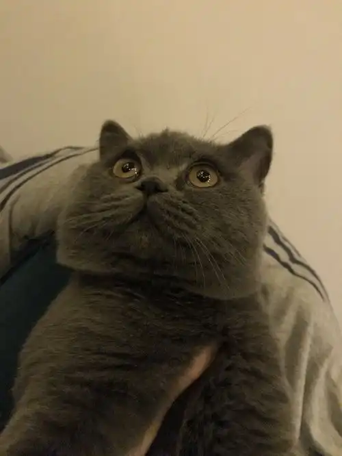 广州英短男猫弟弟征女友啦

