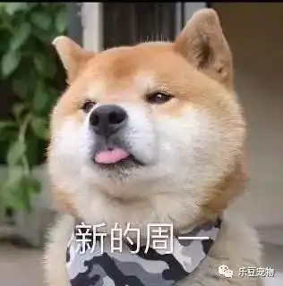 狗狗的一周表情包,今天的我,明天的我周日的我