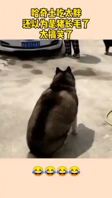 哈士奇吃太胖,还以为是猪长毛了,太搞笑了
