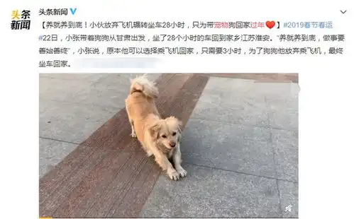 回家过年,不是你弃养宠物的借口
