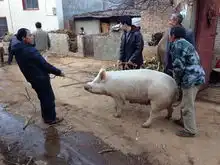 最新搞笑毒鸡汤段子,每次各种堕落的时候,我就各种慌
