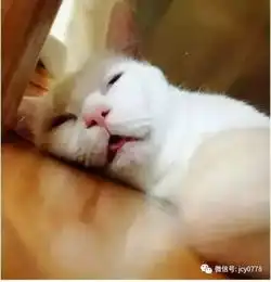 萌翻天表情包之检察脸谱
