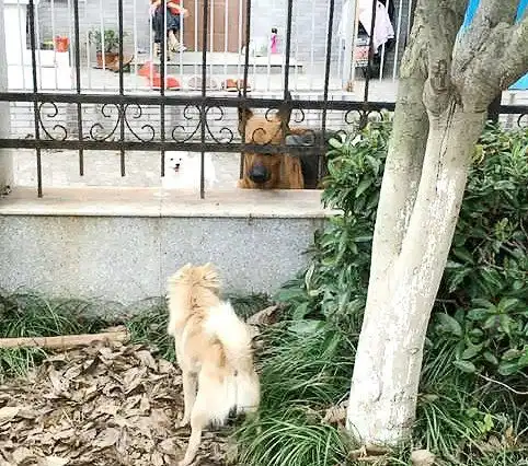 段子单身狗约会女友,被她老爸发现了
