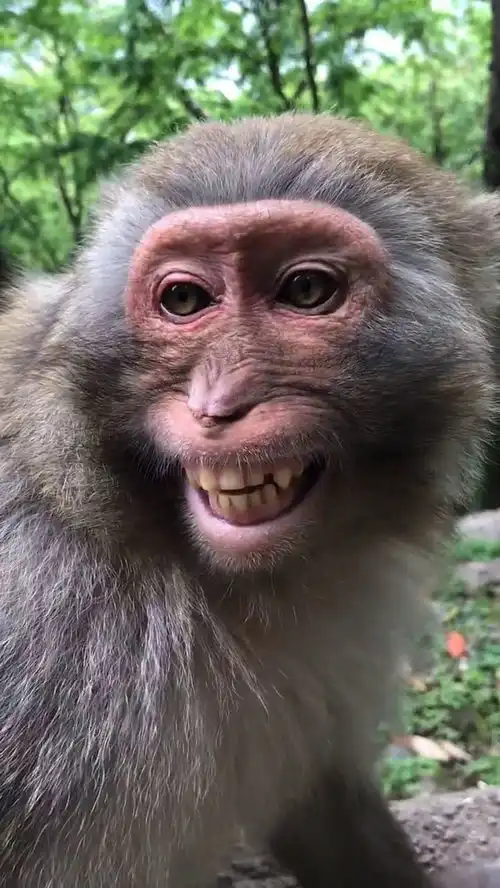 动物园的猴子,很调皮又搞笑,居然敢挑战动物管理员
