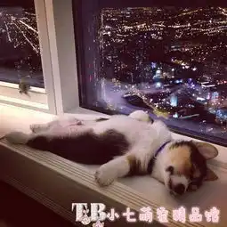 有一种幸福,铲屎官都知道,不养狗的还真不知道
