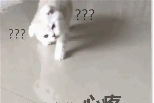 猫咪一觉睡醒脖子就歪了,医生的话让人笑喷它是落枕了
