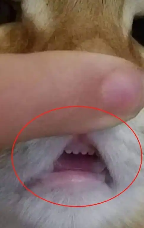 小奶猫鼻子被摁住,表情却很陶醉,主人很疑惑不是呼吸困难吗

