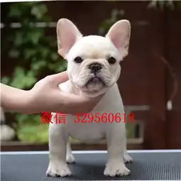 汕头出售纯种法国斗牛犬斗牛犬多少钱一只奶油色法国斗牛犬

