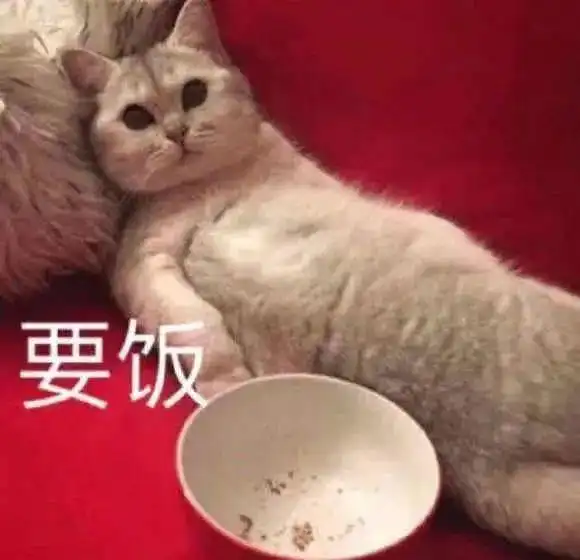 可爱小猫小狗表情包
