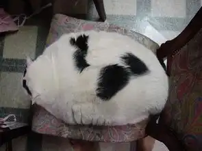动物也搞笑
