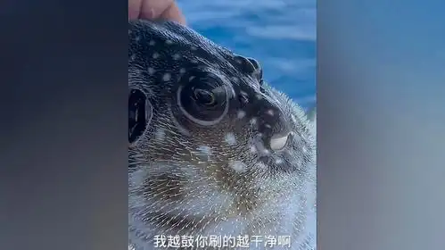 河豚表示很生气看一遍笑一遍搞笑配音搞笑视频