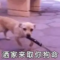 睡觉吧狗命最重要表情包