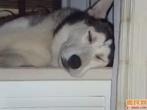 西伯利亚雪橇犬照片不胖不胖啦不胖不胖不胖啦petermunmy
