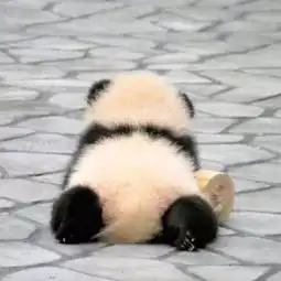 可爱熊猫头像还好我是个小胖子
