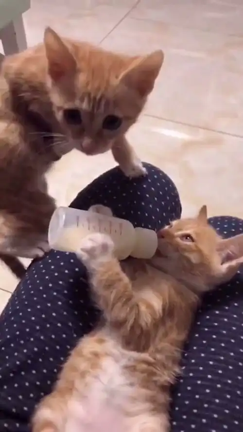 搞笑萌宠自己抱着瓶子吸馋猫一个