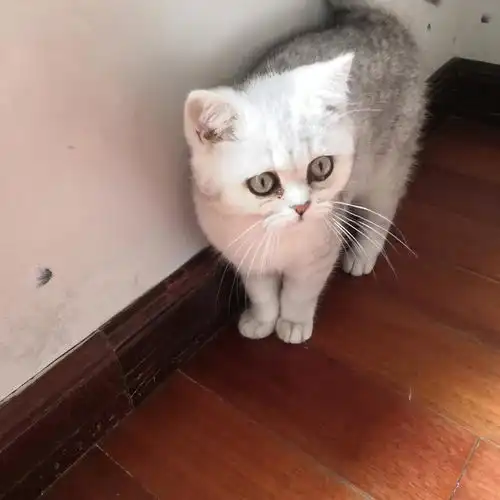 英短不正常泪痕眼屎轻微打喷嚏

