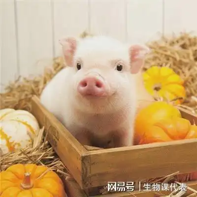 多地下杀猪令,拟被踢出三有动物,二师兄究竟干了啥
