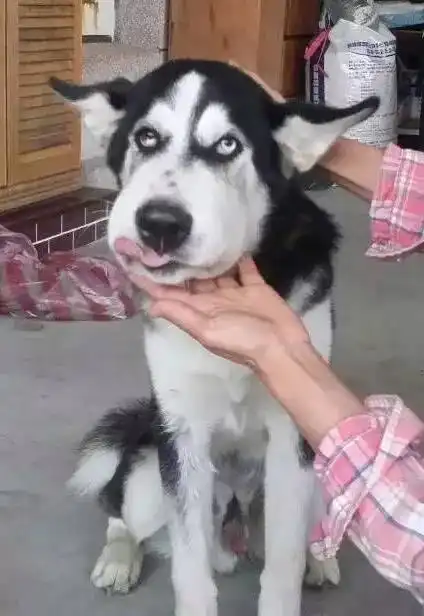 哈士奇是注定要成为表情包的狗,有些事养狗的人一定要懂
