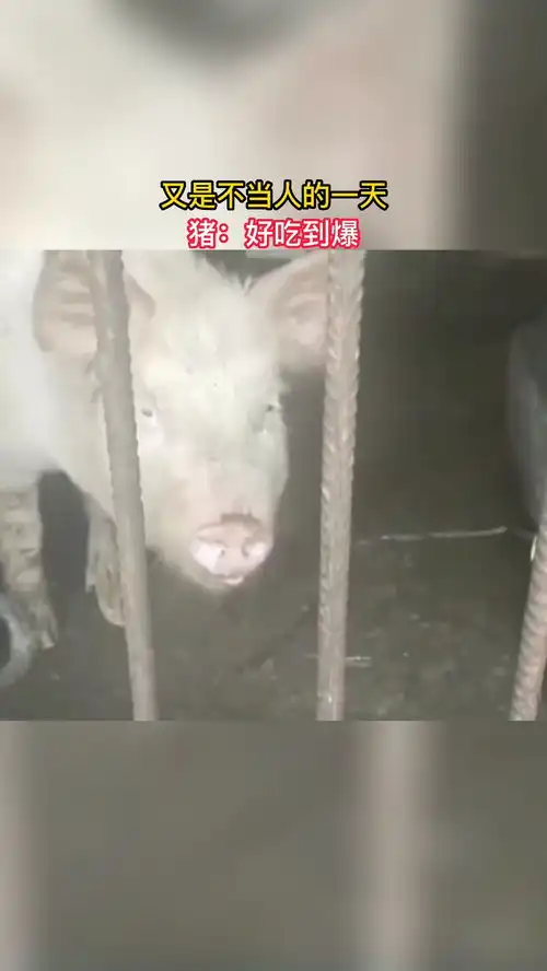 又是不当人的一天,猪好吃到爆搞笑视频
