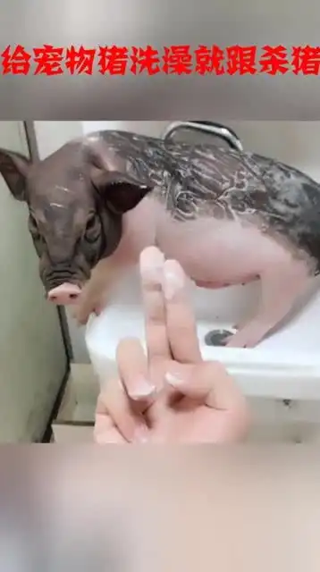 给宠物猪洗澡就跟杀猪一样的叫,主人太搞笑了

