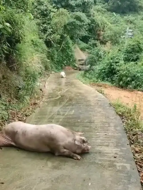 家畜农村动物猪爆笑动物动物随手拍
