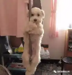 家里养了猫猫狗狗的你,告诉你千万不要突然回家不然你会很尴尬的
