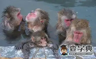 泡温泉的猴子搞笑图片
