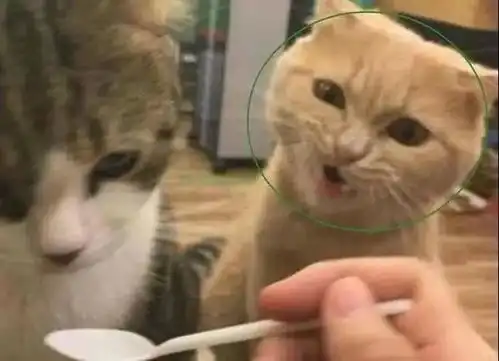 魂淡当铲屎官在外面有猫了

