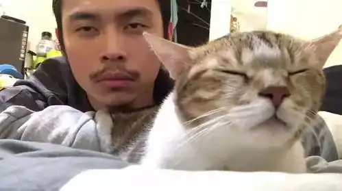 辟谣,猫咪胡须并不能剪,轻微也会导致磕碰,重则还会令爱猫受伤
