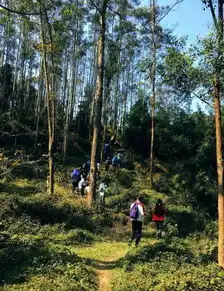 成行08月12日山野线穿越高明茶山品正宗柴火走地鸡