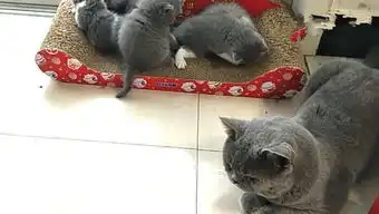 搞笑英短的床被小猫崽们占领,结果猫爸无奈睡在婴儿床