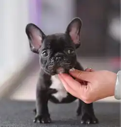 安康法国斗牛犬法牛犬舍专业打造超短体法国斗牛犬丨法斗幼犬小方
