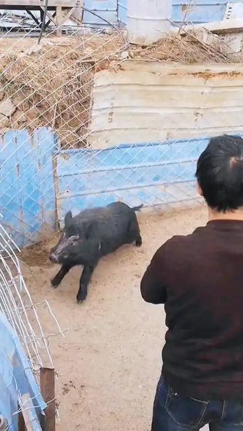 家畜农村动物爆笑动物动物随手拍猪
