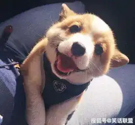 搞笑段子作为男人,最好不要姐弟恋老婆
