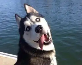 本人想领养一只小型犬.
