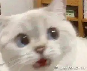 爷童回笑闹元宵猫和老鼠大电影定档2月26日
