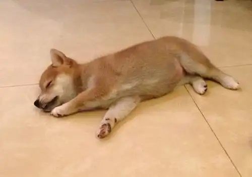 划重点狗狗发抖的几个原因,别以为它只是冷
