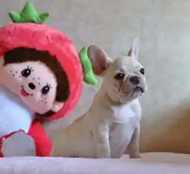 精品斗牛犬,可办理血统证书及芯片,信誉保障
