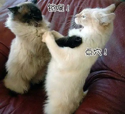 撸猫一时爽,猫抓病了解一下
