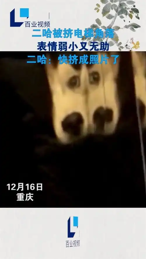 二哈被挤电梯角落,表情弱小又无助,狗子在怀疑狗生了电梯照片搞笑奇葩萌宠

